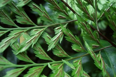 Cây dược liệu cây Ráng can xỉ lông to, ráng can xỉ giả Thì là - Asplenium pseudolaserpitiifolium Ching