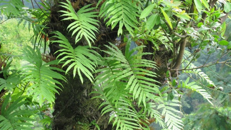 Cây dược liệu cây Ráng đuôi phụng gần, Cốt toái bổ - Drynaria propinqua (Wall ex Mett) J Sm (Polypodium propiquum Wall ex Mett)