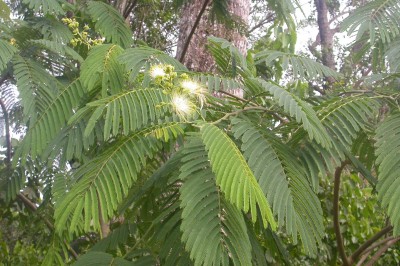 Cây dược liệu cây Đuôi trâu, Chu mè, Sống rắn Trung Quốc - Albizia chinensis (Osbeek) Merr