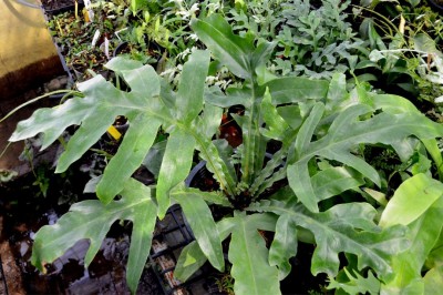 Cây dược liệu cây Ráng yểm dực cánh, Cây mái cánh - Tectaria decurrens (Prest) Copel