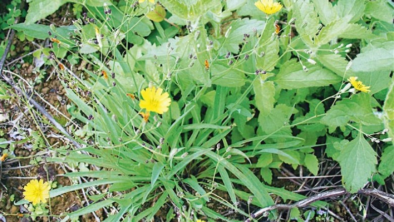 Cây dược liệu cây Rau diếp đắng lá nhỏ, Cúc đắng, Kim anh mảnh - Ixeris gracilis (DC) Stebb (Lactuca gracilis (Wall) DC) 