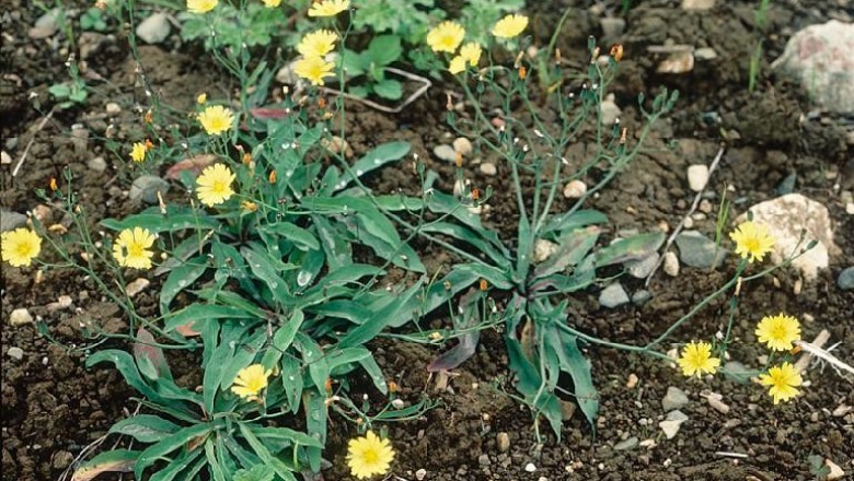 Cây dược liệu cây Rau diếp đắng núi, Kim anh Trung Quốc, Rau đắng - Ixeris chinensis (Thunb) Nakai