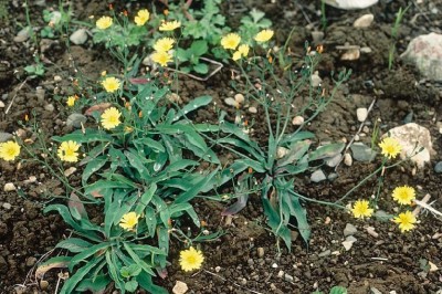 Cây dược liệu cây Rau diếp đắng núi, Kim anh Trung Quốc, Rau đắng - Ixeris chinensis (Thunb) Nakai