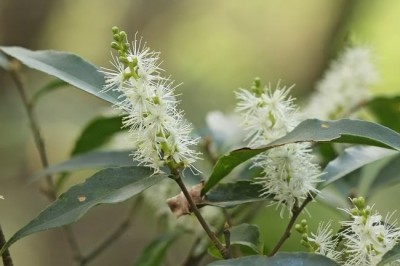 Cây dược liệu cây Dung lá thon - Symplocos lancifolia Sieb. et Zucc