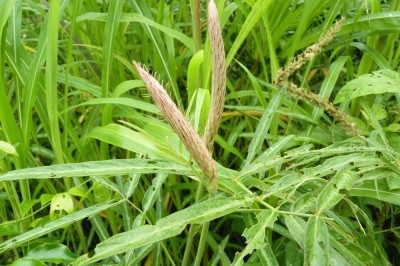 Cây dược liệu cây Đuôi chồn màu - Uraria picta (Jacq.) Desv, ex DC