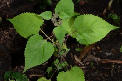 Cây dược liệu cây Duối cỏ, Dâu bích - Fatoua villosa (Thunb.) Nakai (F. pilosa Gaudich., F. japonica Blume)