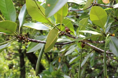 Cây dược liệu cây Đước xanh, Đước nhọn, Đưng - Rhizophora mucronata Poirel