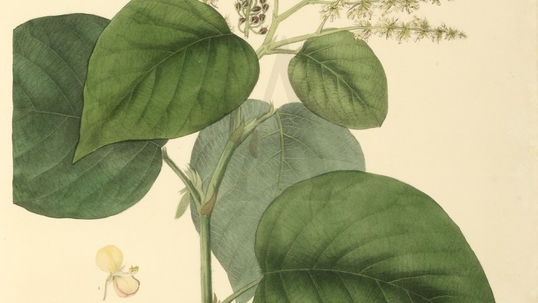 Cây dược liệu cây Đuôi chồn lá tim - Uraria cordifolia Wall (Urariopsis cordifolia (Wall.) Schindl.)