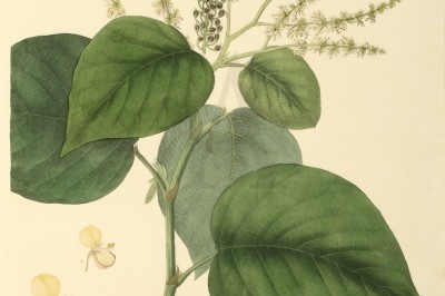 Cây dược liệu cây Đuôi chồn lá tim - Uraria cordifolia Wall (Urariopsis cordifolia (Wall.) Schindl.)