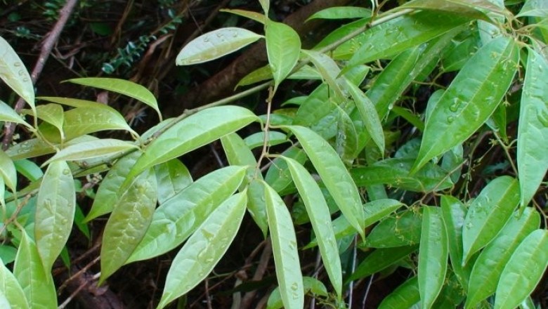 Cây dược liệu cây Thanh phong hoa thưa, Tiểu hoa thanh phong đằng - Sabia parviflora Wall. ex Roxb