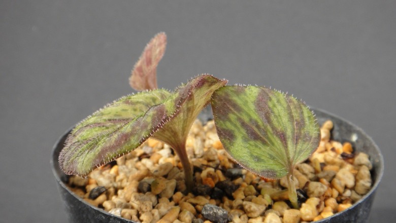 Cây dược liệu cây Thanh thiên quỳ lá xếp, Trân châu xếp - Nervilia plicata (Andr.) Schltr