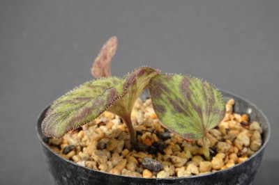 Cây dược liệu cây Thanh thiên quỳ lá xếp, Trân châu xếp - Nervilia plicata (Andr.) Schltr