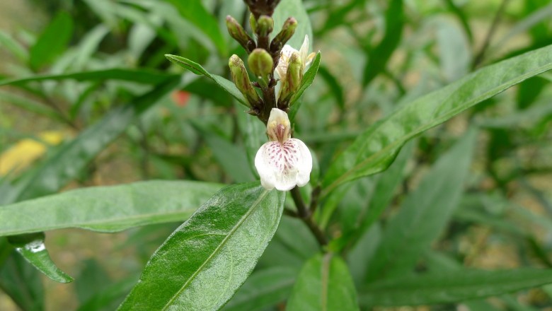 Cây dược liệu cây Thanh táo, Thuốc trặc, Tần cửu - Justicia gendarussa L. f. (Gendarussa vulgaris Nees)