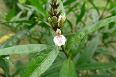 Cây dược liệu cây Thanh táo, Thuốc trặc, Tần cửu - Justicia gendarussa L. f. (Gendarussa vulgaris Nees)