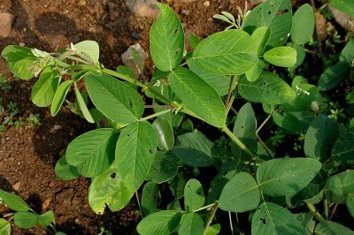 Cây dược liệu cây Đuôi chồn hoe, Đậu ban - Uraria rufescens (DC.,) Schimder