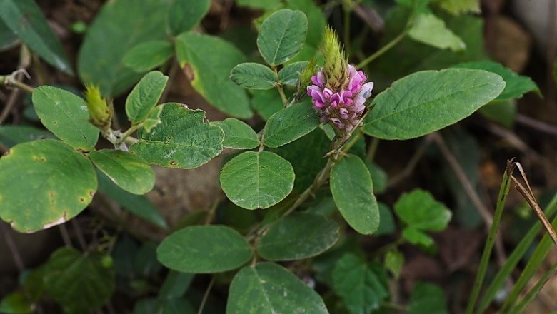 Cây dược liệu cây Đuôi chồn chân thỏ - Uraria lagopodioides (L.) Desv, ex DC...