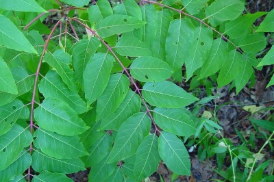 Cây dược liệu cây Thanh thất cao, Xú xuân, Càng hom cao - Ailanthus altissima (Mill.) Swingle (A. glandulosa Roxb.)
