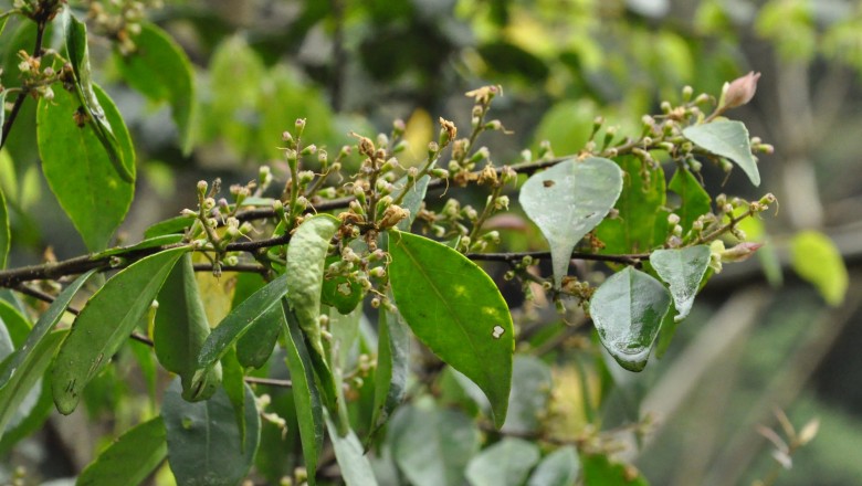 Cây dược liệu cây Dung lụa - Symplocos sumuntia Buch.-Ham. ex D. Don (S. caudata Wall ex G. Don)