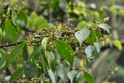 Cây dược liệu cây Dung lụa - Symplocos sumuntia Buch.-Ham. ex D. Don (S. caudata Wall ex G. Don)