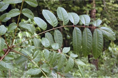 Cây dược liệu cây Thanh thất, Xú xuân, Cây bút, Càng hom - Ailanthus triphysa (Dennst.) Alston (A. malabarica DC., A. fauveliana Pierre)
