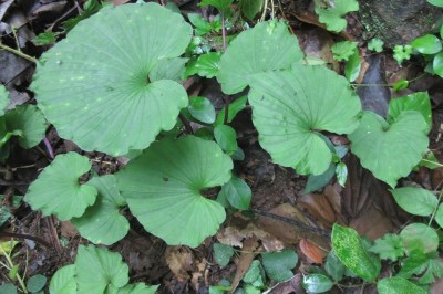 Cây dược liệu cây Thanh thiên quỳ xanh, Trân châu xanh - Nervilia aragoana Gaudich