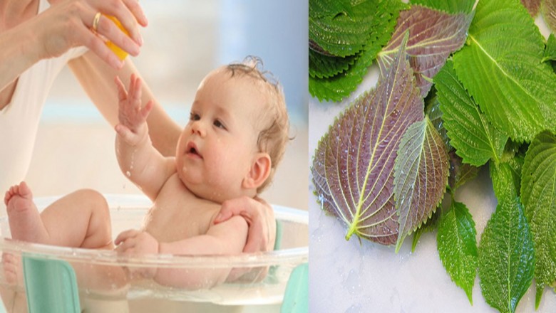 Cho trẻ uống nước lá tía tô phòng bệnh có tốt không?