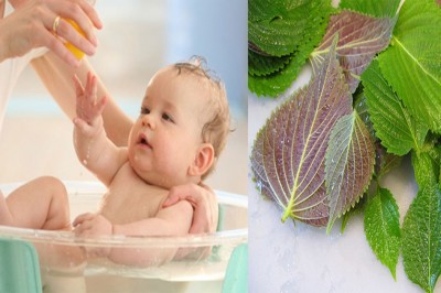 Cho trẻ uống nước lá tía tô phòng bệnh có tốt không?