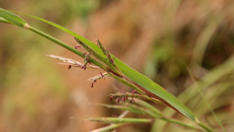 Cây dược liệu cây Sả quăn - Cymbopogon tortilis (Presl) A. Camus