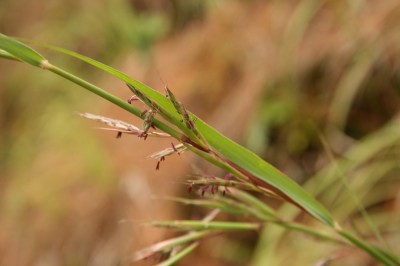 Cây dược liệu cây Sả quăn - Cymbopogon tortilis (Presl) A. Camus