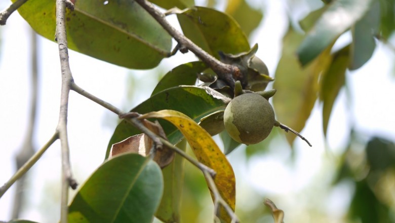 Cây dược liệu cây Thị Candolle - Diospyros candolleana Wight