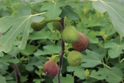 Cây dược liệu cây Sung ngọt, Sung trái - Ficus carica L