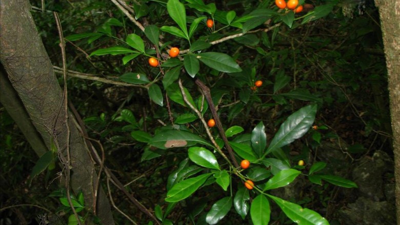 Cây dược liệu cây Thần xạ, Ðộc cam, Trang xạ - Luvunga nitida Pierre