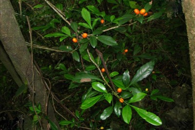 Cây dược liệu cây Thần xạ, Ðộc cam, Trang xạ - Luvunga nitida Pierre