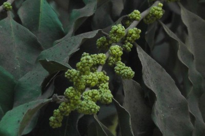 Cây dược liệu cây Sang trắng Roxburgh - Putranjiva roxburghii Wall. (Drypetes roxburghii (Wall) Hurusawa)