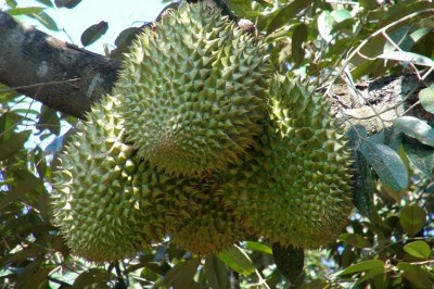 Cây dược liệu cây Sầu riêng - Durio zibethinus Murr