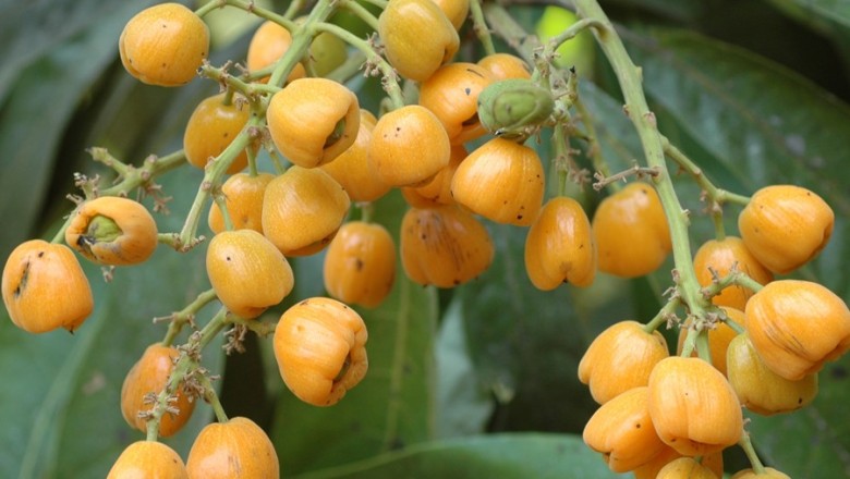 Cây dược liệu cây Sưng Nam bộ, Xưng - Semecarpus cochinchinensis Engl. (S. thorelii Pierre)