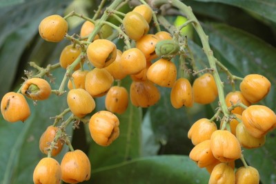 Cây dược liệu cây Sưng Nam bộ, Xưng - Semecarpus cochinchinensis Engl. (S. thorelii Pierre)