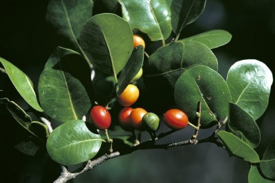 Cây dược liệu cây Sang trắng, Sang trắng mạng, Cây trá - Drypetes perreticulata Gagnep