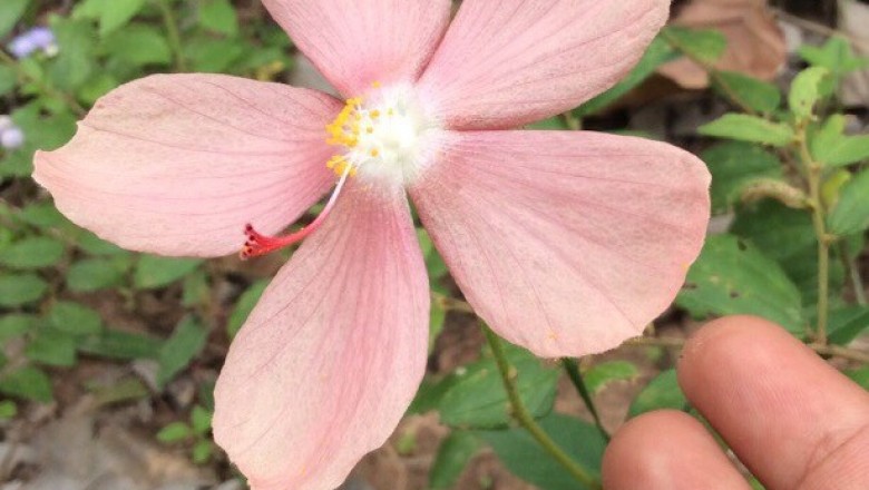 Cây dược liệu cây Thập tử hoa thưa, Cây đùi gà - Decaschistia parviflora Kurz