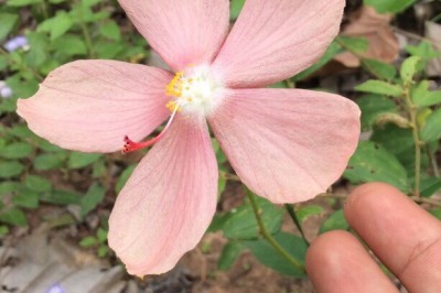 Cây dược liệu cây Thập tử hoa thưa, Cây đùi gà - Decaschistia parviflora Kurz