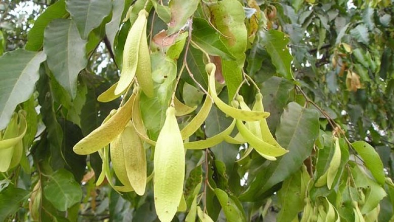 Cây dược liệu cây Sao đen - Hopea odorata Roxb