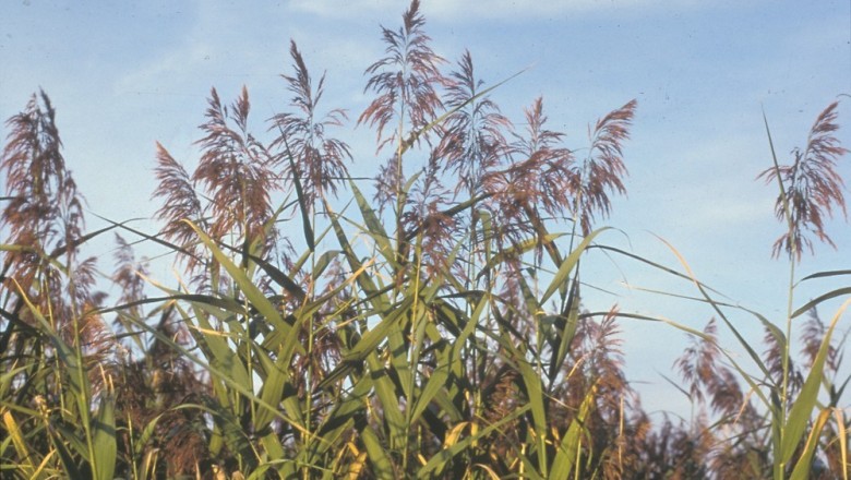 Cây dược liệu cây Sậy, Sậy nam - Phragmites communis (L.) Trin