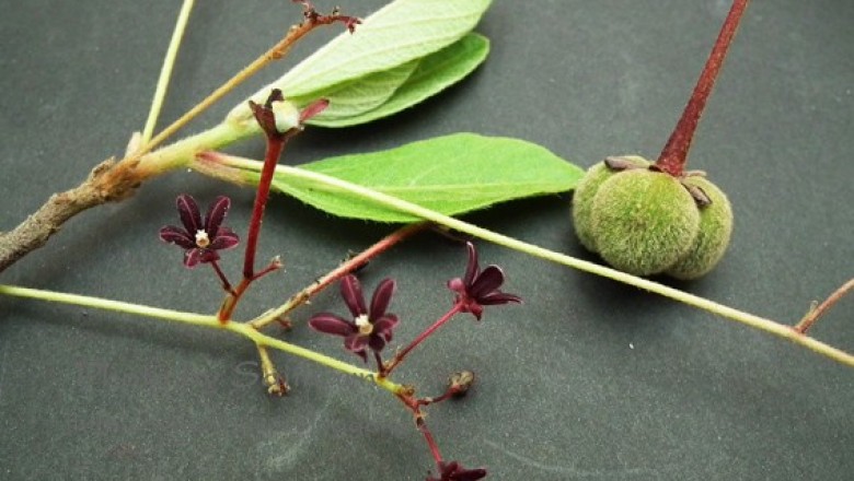 Cây dược liệu cây Thần xạ mốc, Tam thụ hùng hẹp - Trigonostemon reidioides Craib