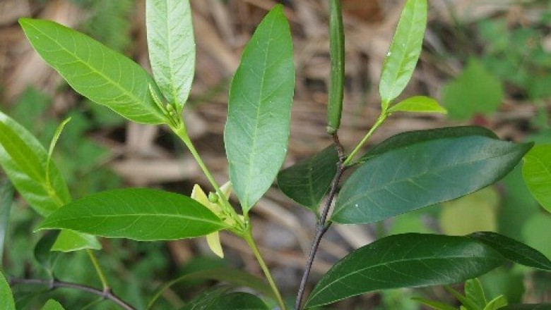 Cây dược liệu cây Thần linh lá quế - Kibatalia laurifolia (Ridl) Woods (Trachelospermum laurifolium Ridl.)