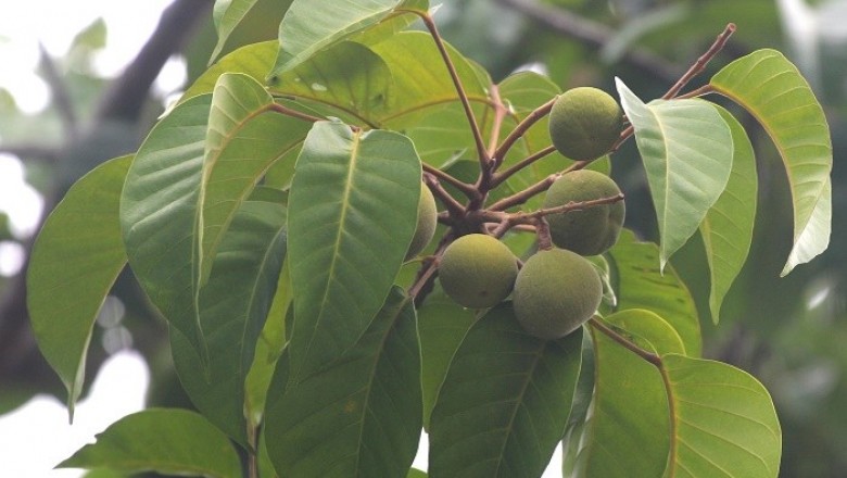 Cây dược liệu cây Sấu đỏ, Sấu chua, Sấu tía - Sandoricum koetjape (Burm. f.) Merr. (S. indicum Cav.)