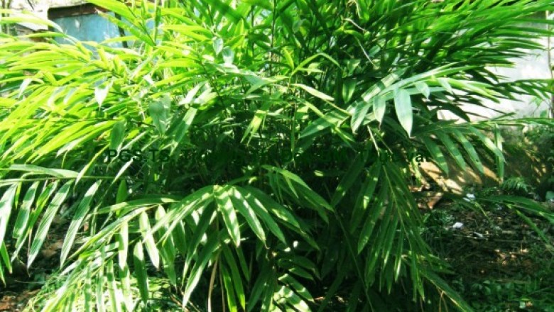 Cây dược liệu cây a nhân gai, Sa nhân vỏ xanh - Amomum villosum Lour. var. xanthioides (Wall. ex Bak.) T. L. Wu et Senjen Chen (A. xanthioides Wall. ex Bak