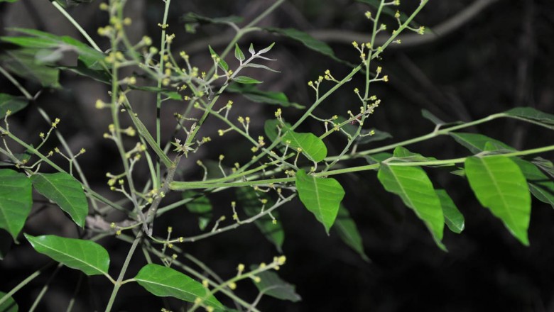 Cây dược liệu cây Sầu đâu rừng, Khổ sâm mềm - Brucea mollis Wall. ex Kurz