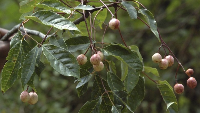 Cây dược liệu cây Sang nước, Bình, Hải mộc, Dâu đa xoan, Giá cô hoa - Trichilia connaroides (Wight. et Arn.) Bentv. f. glabra Bentv. (Heynea trijuga Roxb. )