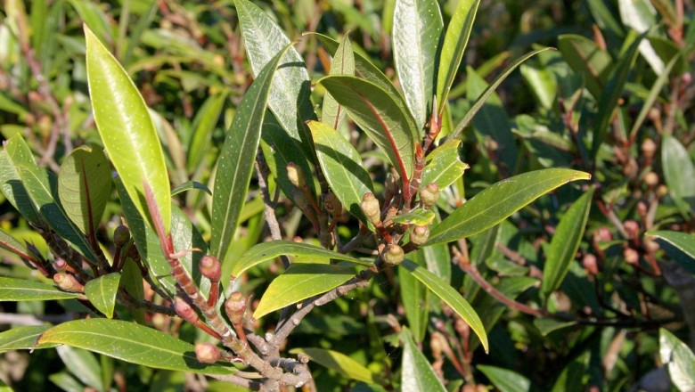 Cây dược liệu cây Sung rỗ - Ficus variolosa Lind. ex Benth. (F. langbianensis Gagnep., F. pyriformis Hook. et Arn. var. brevifolia Gagnep.)