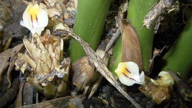 Cây dược liệu cây Sa nhân lưỡi dài, Mè tré bà, Hải nam sa nhân - Amomum longiligulara T. L. Wu